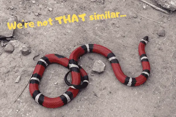 milksnake vs coral snale