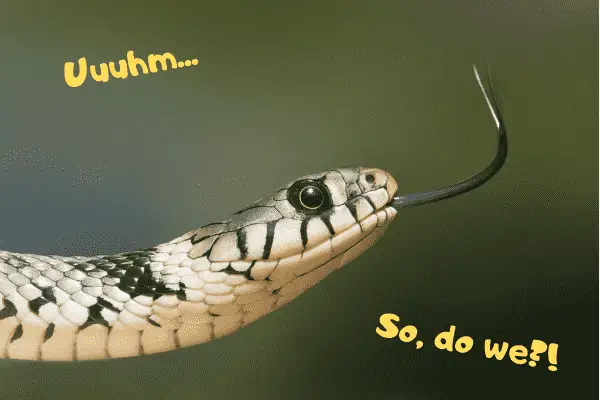 A snake asking if he has a tail