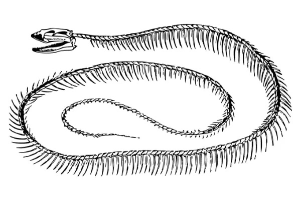 Image of a snake's skeleton showing the start of the snake's tail