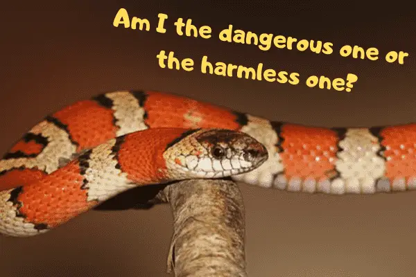 King snake asking if he's the dangerous or harmless one