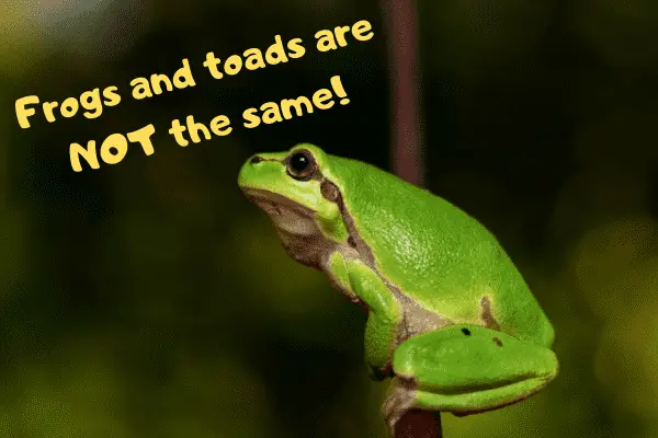 A toad saying that toads and frogs are not the same