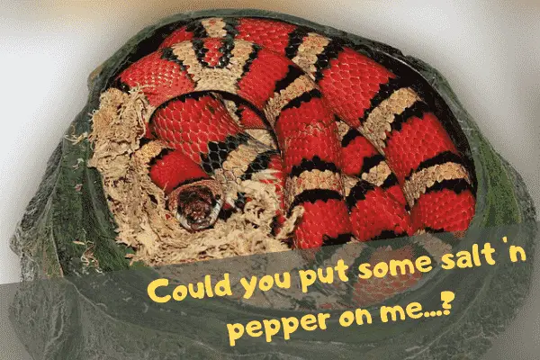 A snake asking its owner to put some salt and pepper on it before it eats itself