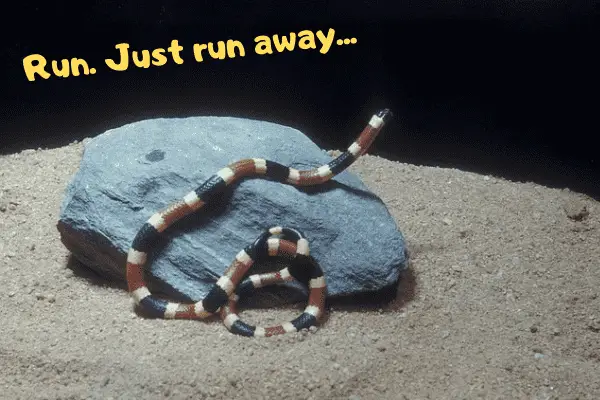 Coral snake telling people to run away