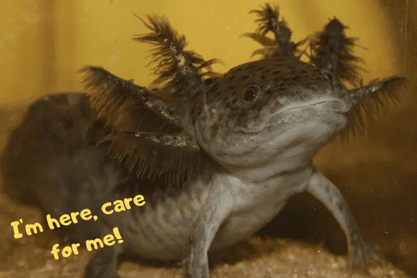Image of axolotl saying "I'm here, care for me"