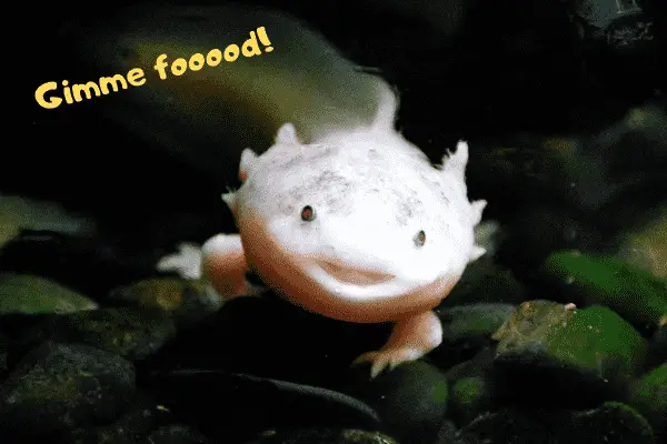 Axolotl telling his owner to give him food