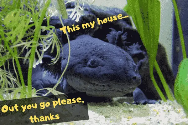 Image of an axolotl kindly asking people to get out of her house