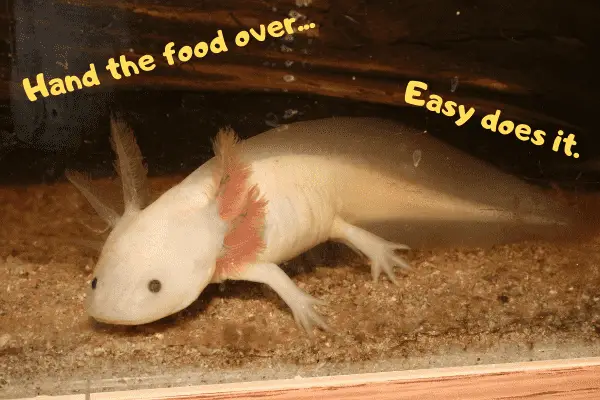 Axolotl telling owner to hand the food over, nice and slow.