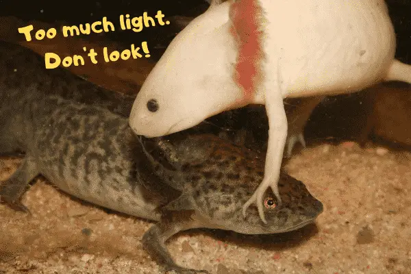 An Axolotl covering another axolotl's eyes because of the light