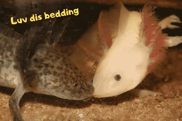 Image of an axolotl stating that he loves this bedding