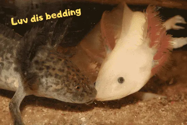 axolotl hides for sale