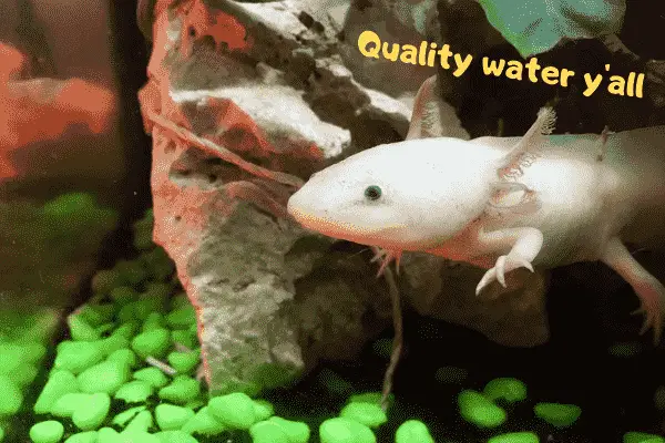 Image of an axolotl that's happy with its water quality