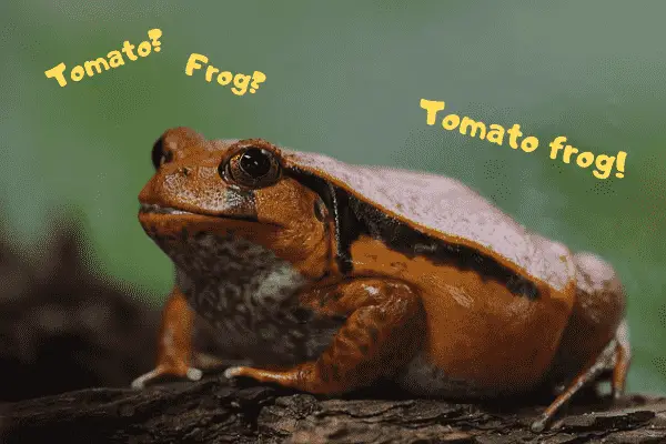 Image of a pet tomato frog