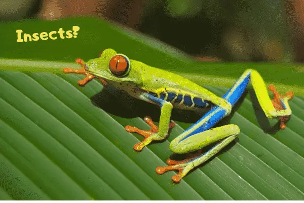 Image of a pet red eye tree frog