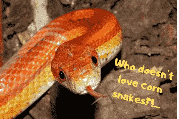 Image of a corn snake who's sure his species are one of the best pet snakes available.