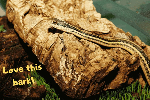 Image of a garter snake