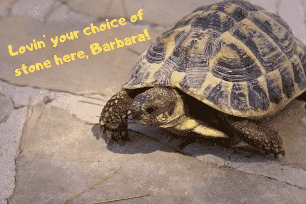 Image of a Herman's tortoise
