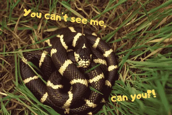 A king snake hiding in the grass