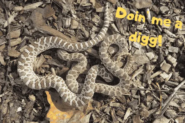 Image of a western hognose snake digging