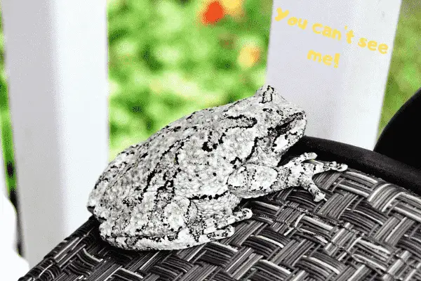 Image of a pet grey tree frog