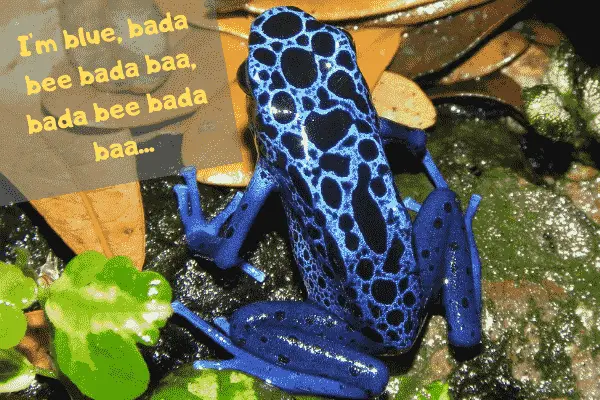 Image of a pet dart frog