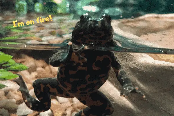 Image of a pet fire belly toad