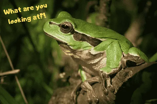 Image of a pet green tree frog