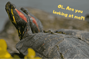 Best Pet Turtles - A List Of The Best Ones To Keep As Pets