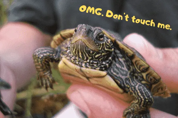 Image of a map turtle telling people not to touch him