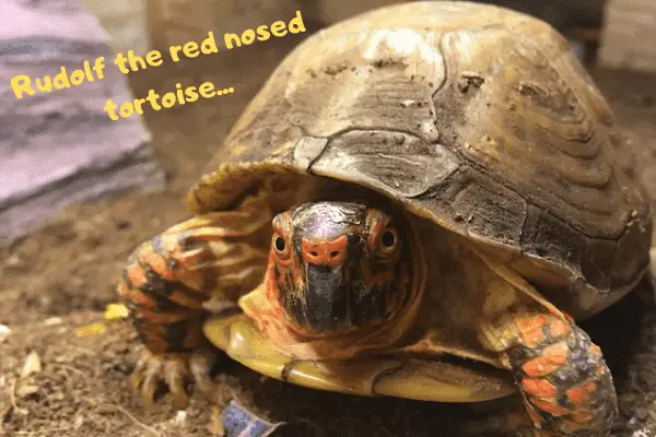 Image of a great pet tortoise calling himself rudolf the red nosed tortoise because he's got a little red nose.