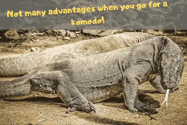 Image of a komodo dragon