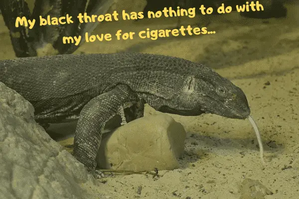 Image of a large pet lizard, a black throat monitor, stating that his throat is not black because of his love for cigarettes.