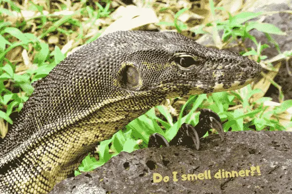 Image of a large pet water monitor