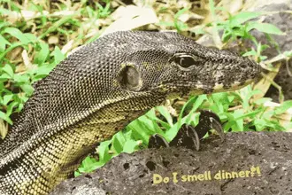 7 Of The Largest Pet Lizards The Biggest Lizards You Can Own