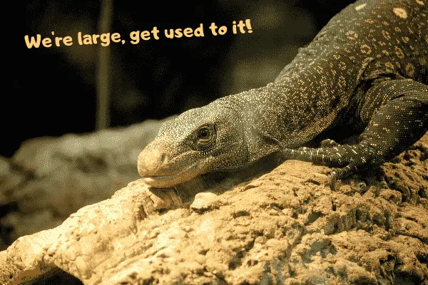 Image of a large pet lizard