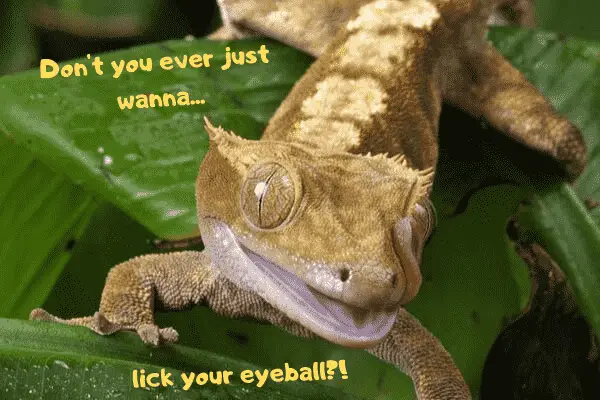 Image of a crested gecko licking its eyeball