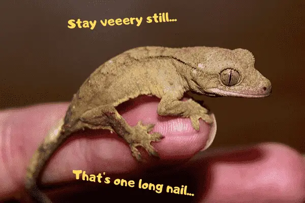 Image of a gargoyle gecko; one of our best pet geckos, complaining about the finger it's sitting on.