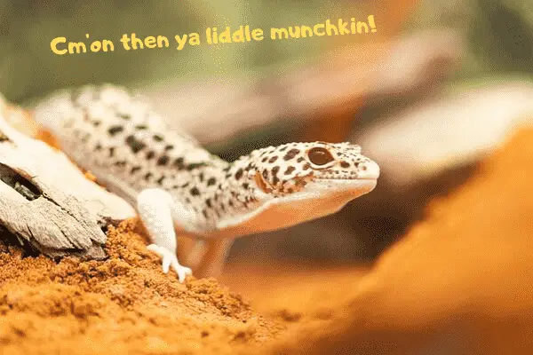 Image of one of the best pet geckos; the leopard gecko, acting tough.