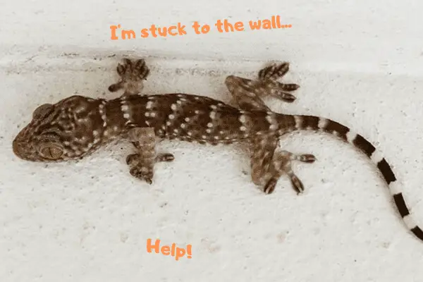 Image of a Tokay gecko stuck to a wall