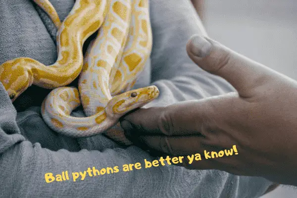 Image of a ball python stating that ball python's are better than corn snakes