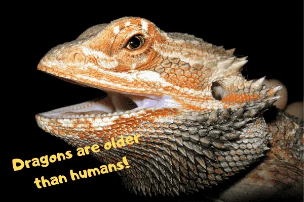 Bearded dragon stating that dragons are older than people