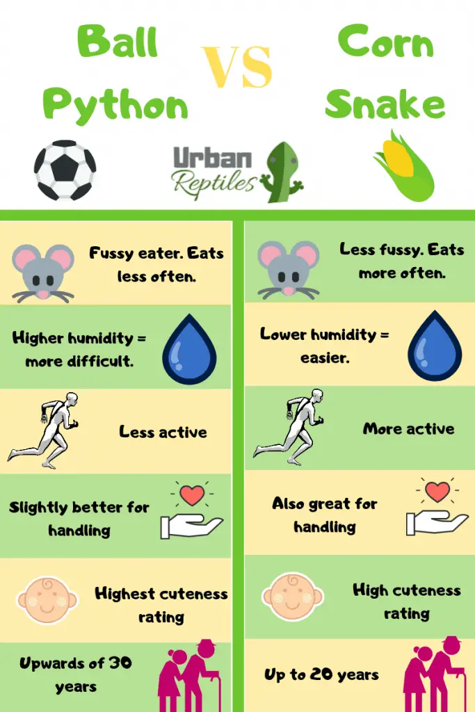 Infographic ball python vs corn snake
