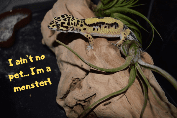Leopard gecko saying that he isn't a pet, but a monster!