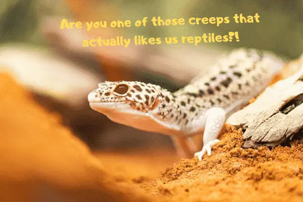 Leopard gecko asking if you're one of those creeps that actually like reptiles.