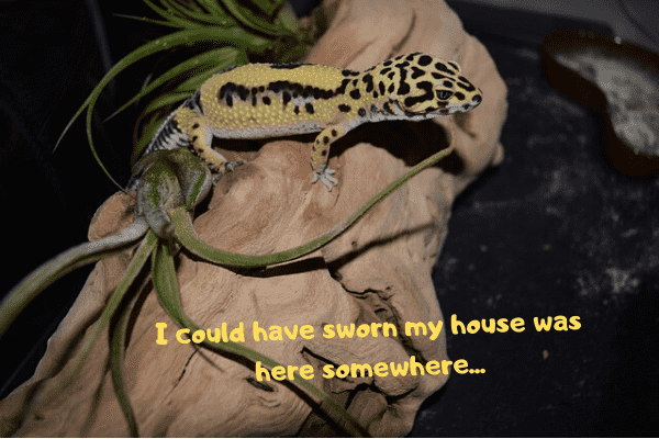 Leopard gecko that can't find his hide