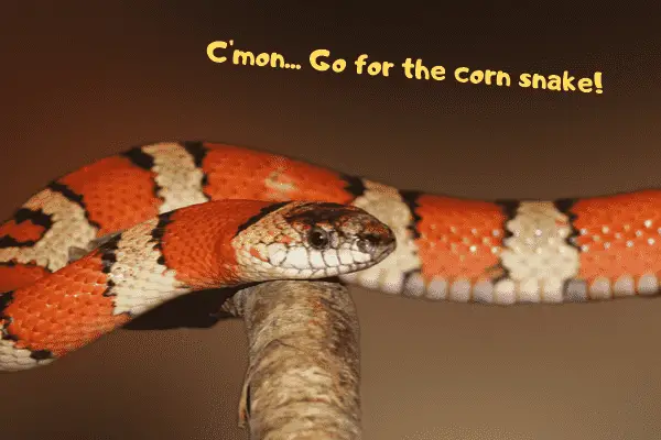 Image of a corn snake telling you to pick a corn snake over a ball python
