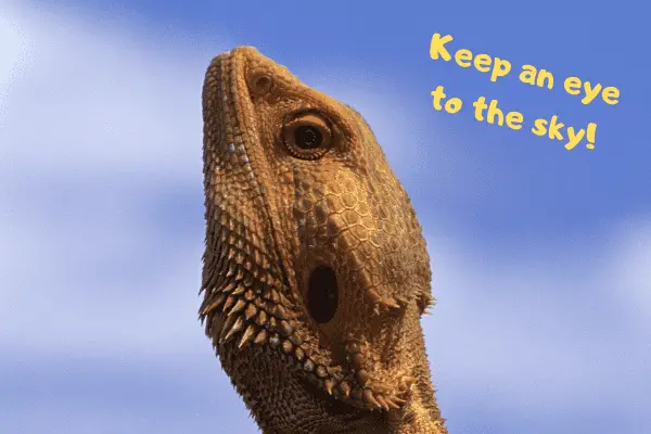 Bearded dragon saying "keep and eye to the sky."