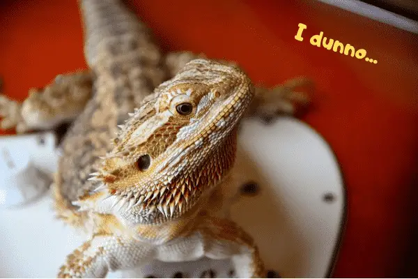 Bearded dragon saying that he doesn't know why he has a third eye