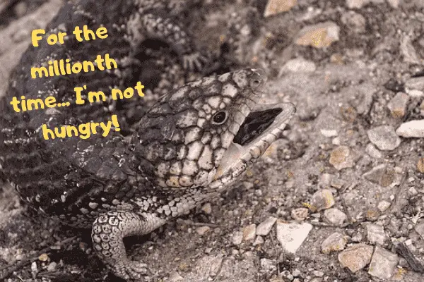 Image of a blue tongue skink shouting that he's not hungry!