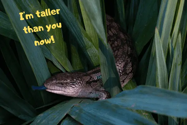 Blue tongue skink saying he's taller than you