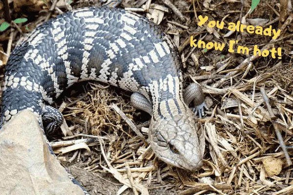 Blue tongue skink telling everyone they are hot.